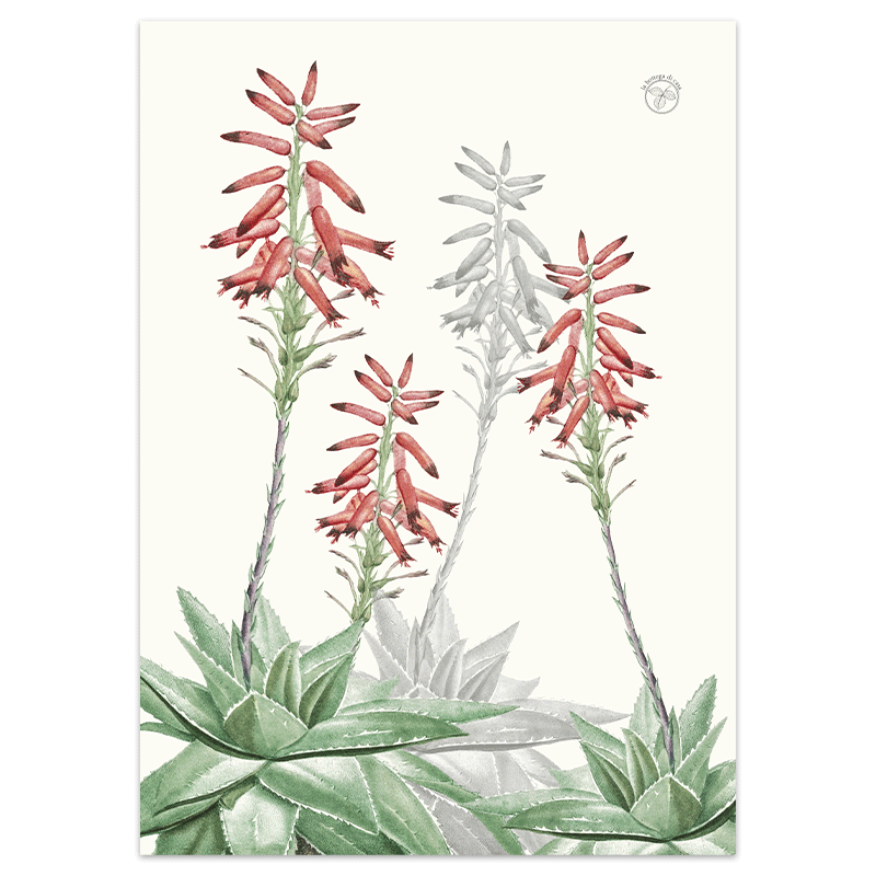 strofinaccio-aloe-1-la-bottega-di-casa Strofinaccio Aloe 1