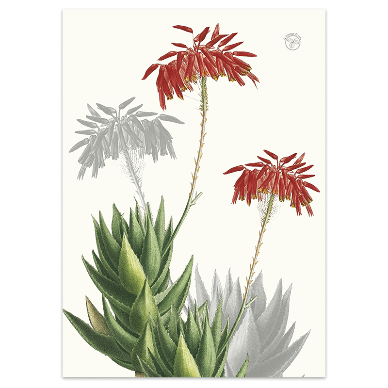 strofinaccio-aloe-2-la-bottega-di-casa Strofinaccio Aloe 2