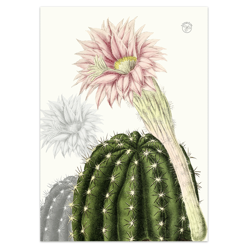 strofinaccio-cactus-1-la-bottega-di-casa Strofinaccio Cactus 1