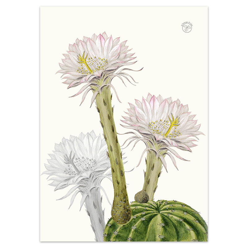 tea-towel-cactus-2-la-bottega-di-casa Tea Towel Cactus 2